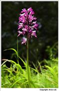 Military Orchid - 2